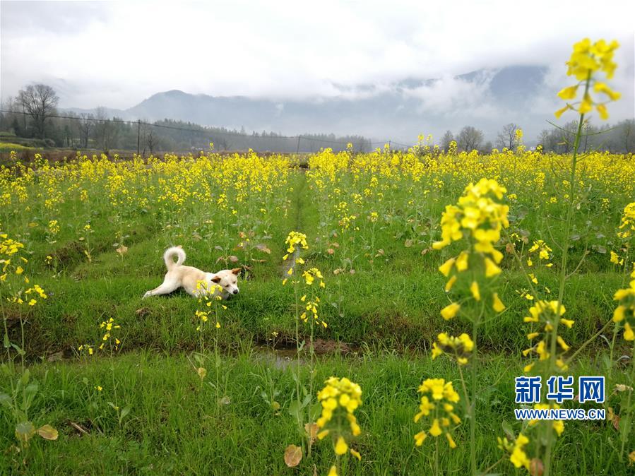 安徽黟縣：油菜花開景如畫
