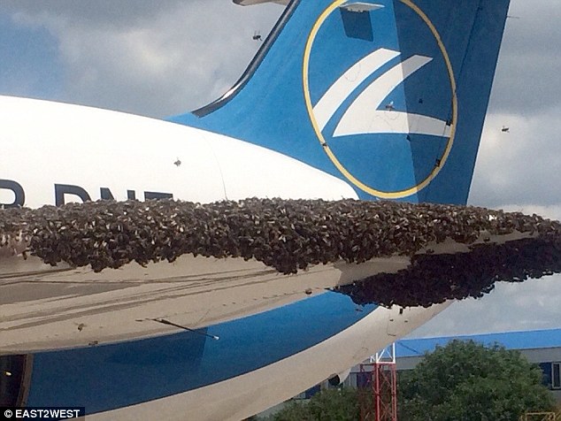莫斯科一架飞机遭大量蜜蜂袭击 延误1小时