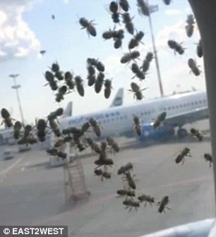 莫斯科一架飞机遭大量蜜蜂袭击 延误1小时