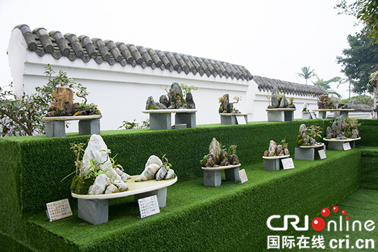 【CRI專稿 列表】重慶北碚靜觀臘梅文化節明年1月5日開幕