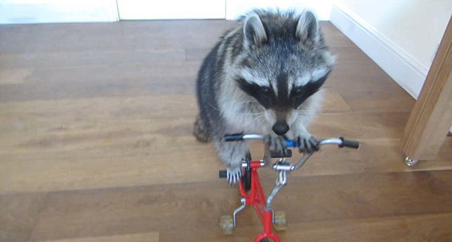 英國小浣熊會百項人類技能 騎自行車驚艷網友