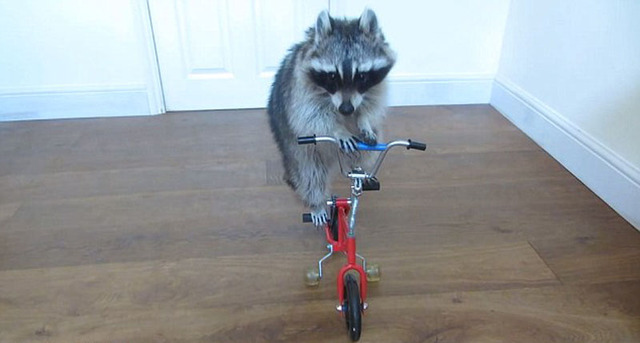 英國小浣熊會百項人類技能 騎自行車驚艷網友