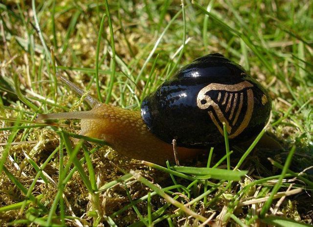 艺术家在蜗牛壳上作画将蜗牛变成"稀有物种"