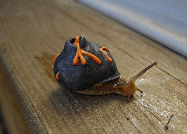 艺术家在蜗牛壳上作画将蜗牛变成"稀有物种"