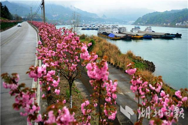 “櫻花長廊”爭艷開 峽江美景入畫來