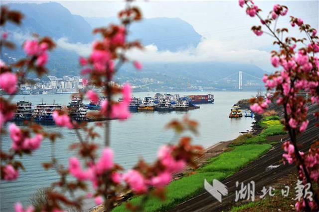 “櫻花長廊”爭艷開 峽江美景入畫來