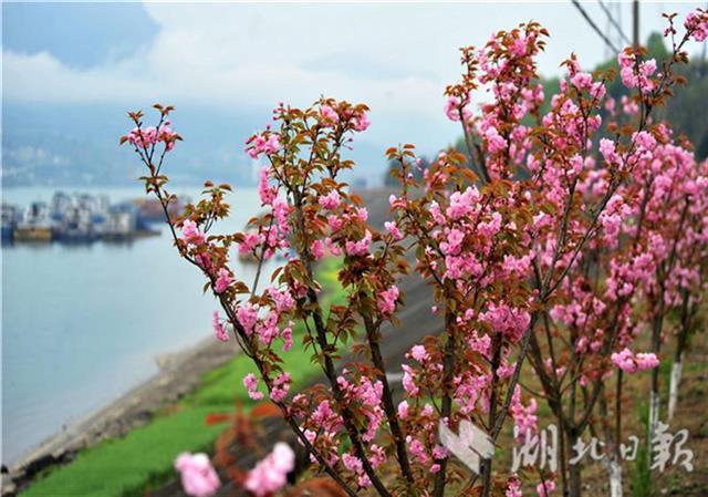 “櫻花長廊”爭艷開 峽江美景入畫來