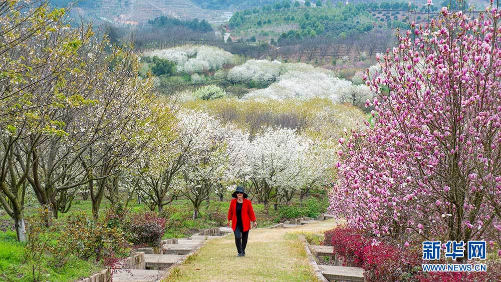 航拍武漢黃陂木蘭花谷 花香惹人醉