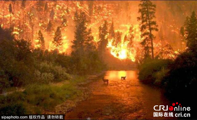 加拿大森林大火火势恶化 数千人被迫撤离家园