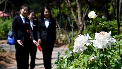 37th China Luoyang Peony Cultural Festival held in China's Henan