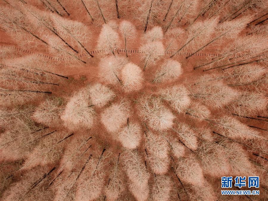 江苏淮安：古堰长堤层林尽染