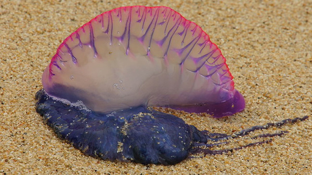 美国海岸惊现致命形似水母生物 引发恐慌