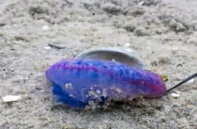 美国海岸惊现致命形似水母生物 引发恐慌
