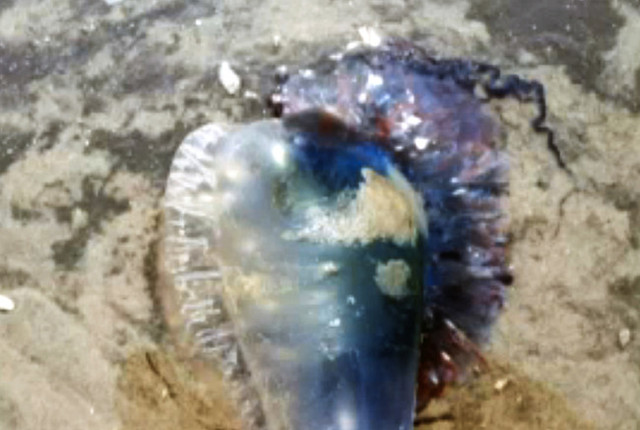 美國海岸驚現致命形似水母生物 引發恐慌