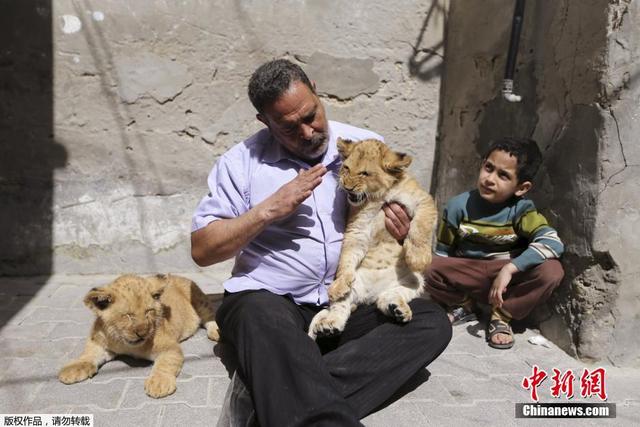 加沙難民送走寵物小獅子 難捨難分上演心碎吻別