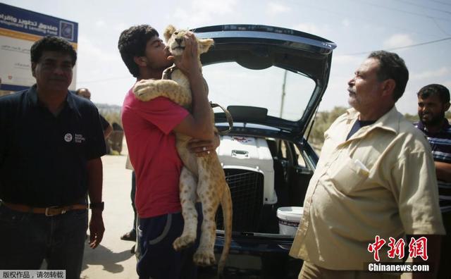加沙难民送走宠物小狮子 难舍难分上演心碎吻别