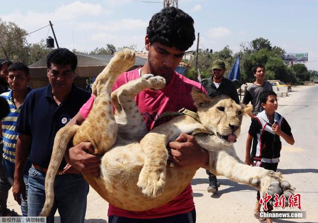 加沙难民送走宠物小狮子 难舍难分上演心碎吻别