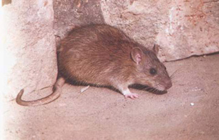 中南美巨鼠图片