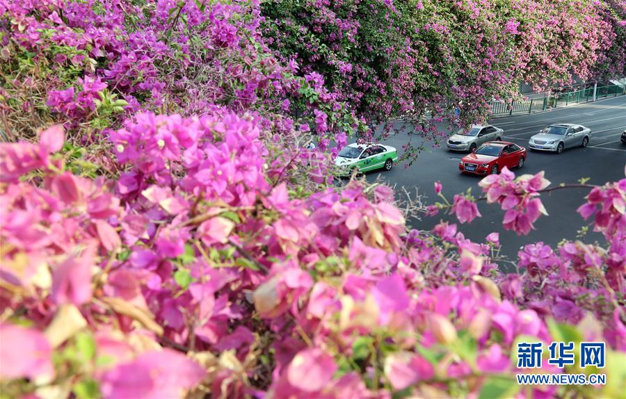 福建泉州：車在花中行