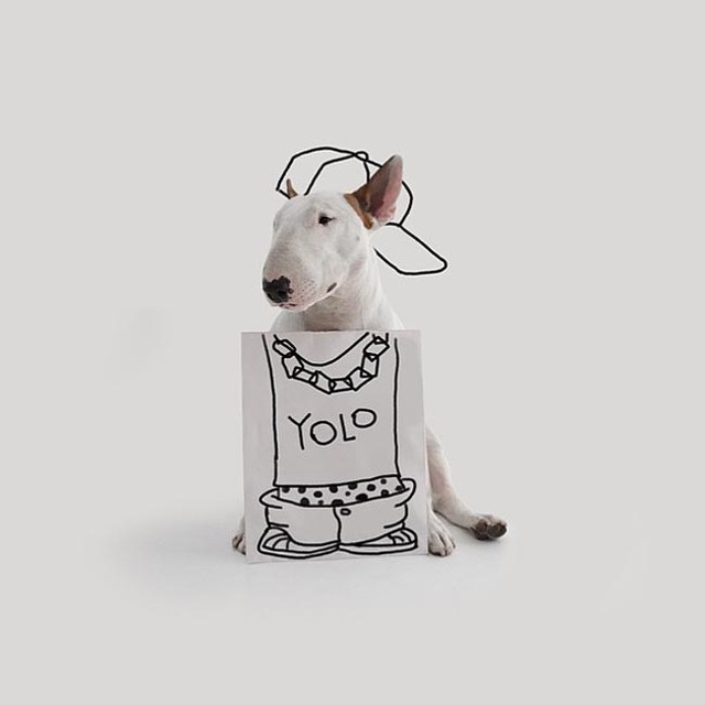 寵物狗與白墻塗鴉：巴西離婚男子神創作爆紅