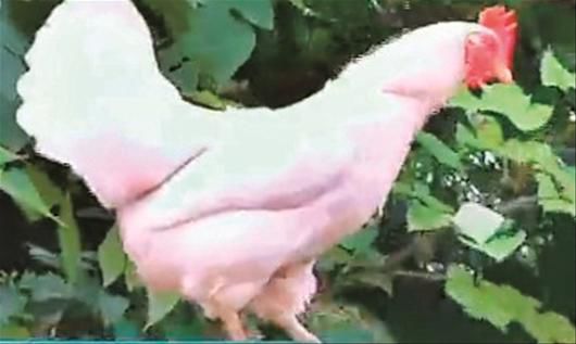 湖北两只母鸡停止下蛋 长出鸡冠并打鸣