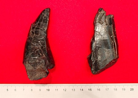 日本首次发现暴龙科恐龙牙齿化石 保存完好