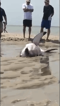 美国海滩2米长大白鲨搁浅 游客热心救援
