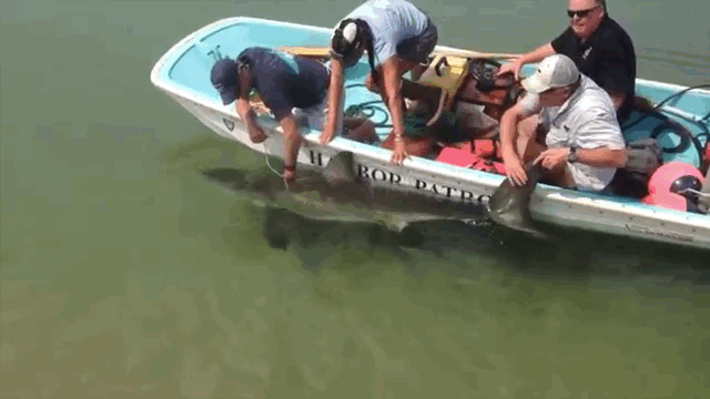 美国海滩2米长大白鲨搁浅 游客热心救援