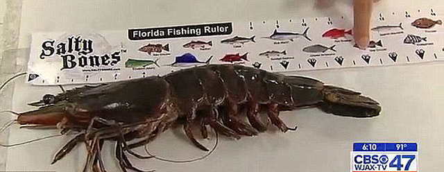 美渔民捕获巨型亚洲虎虾 可长到人类前臂长度