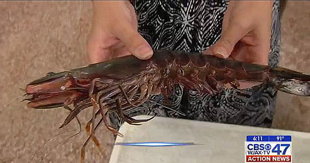 美渔民捕获巨型亚洲虎虾 可长到人类前臂长度
