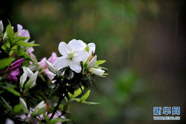 图片默认标题_fororder_清明