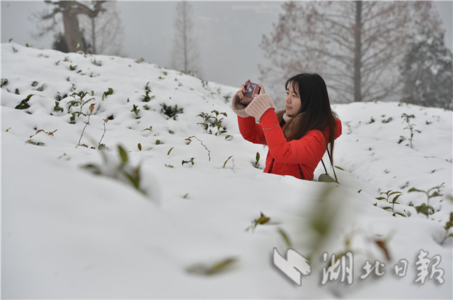 襄陽：雪潤茶園 宛如畫卷