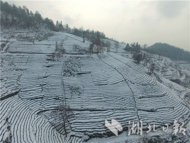 襄陽：雪潤茶園 宛如畫卷