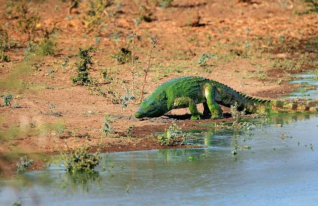 南非鳄鱼被水藻覆盖似“绿巨人”