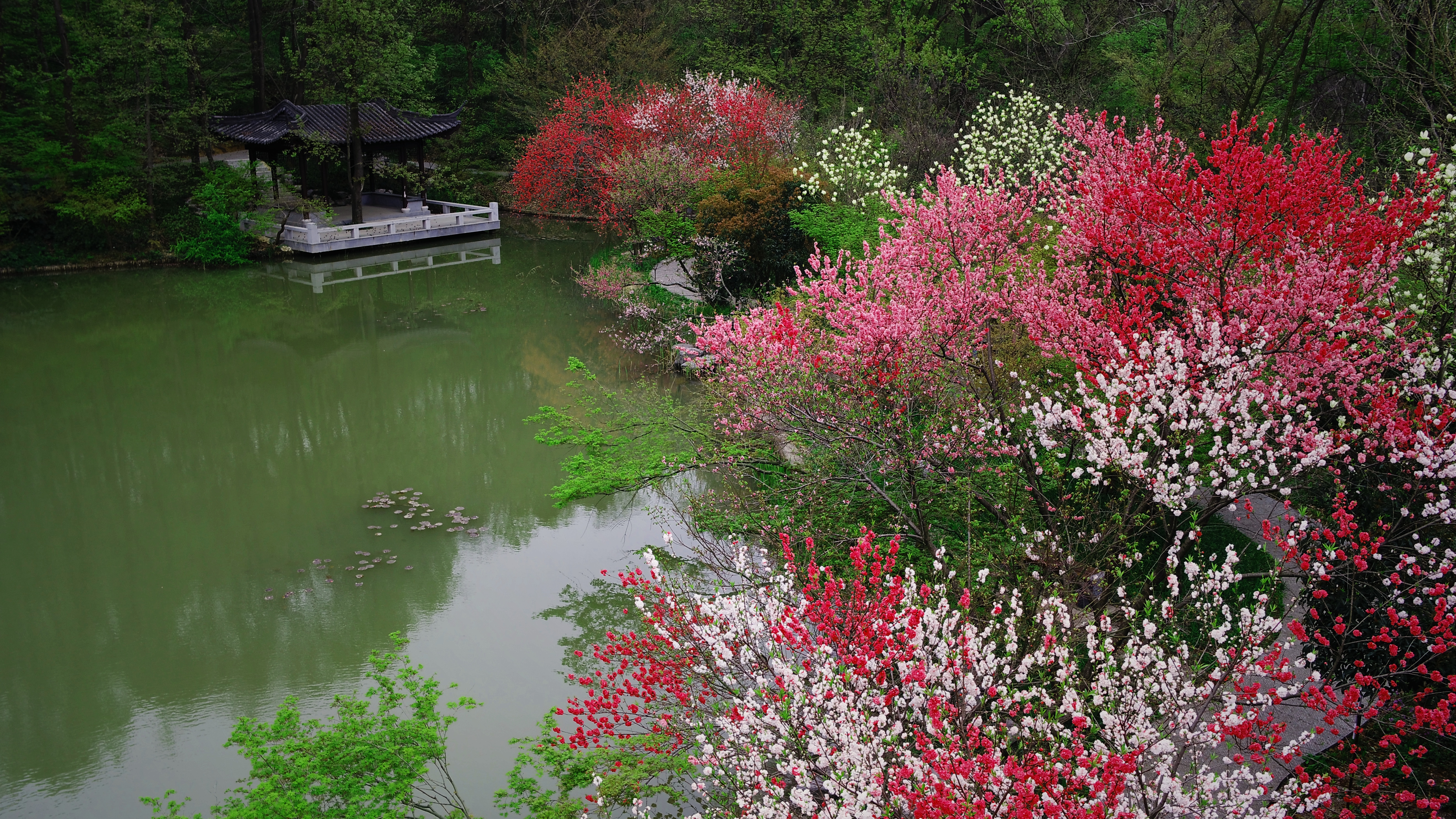 （供稿 旅遊列表 CHINANEWS帶圖列表 移動版）姹紫嫣紅春意濃 南京棲霞山桃花進入盛花期