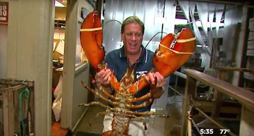 美國長島餐館現25磅大龍蝦 專家估計其已95歲高齡