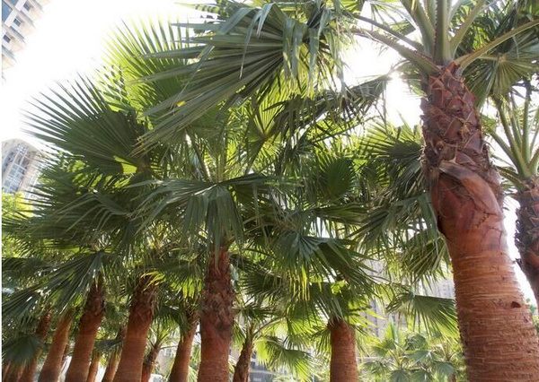 大自然床垫：正棕之选Z3床垫，倡导植物睡眠30年！