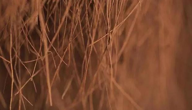 大自然床垫：正棕之选Z3床垫，倡导植物睡眠30年！