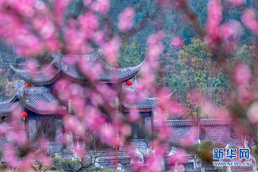 重庆南川：红梅花开迎新春