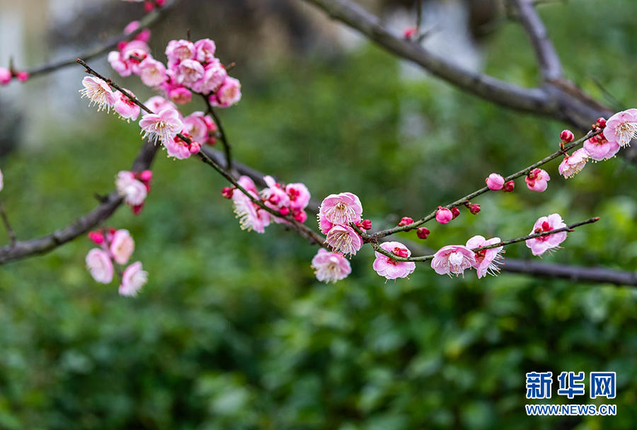 重庆南川：红梅花开迎新春