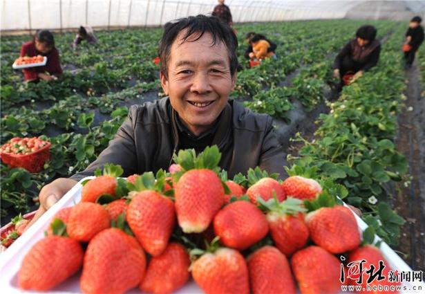 磁縣:新春到 草莓俏