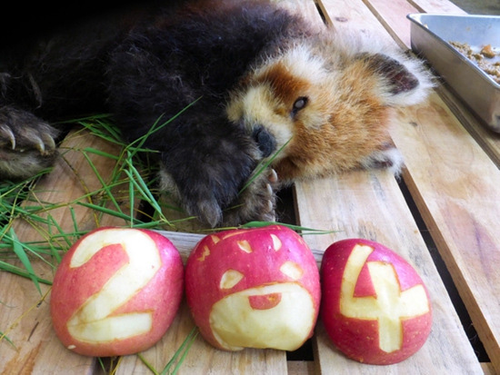 世界最老小熊猫日本辞世 相当于人类108岁