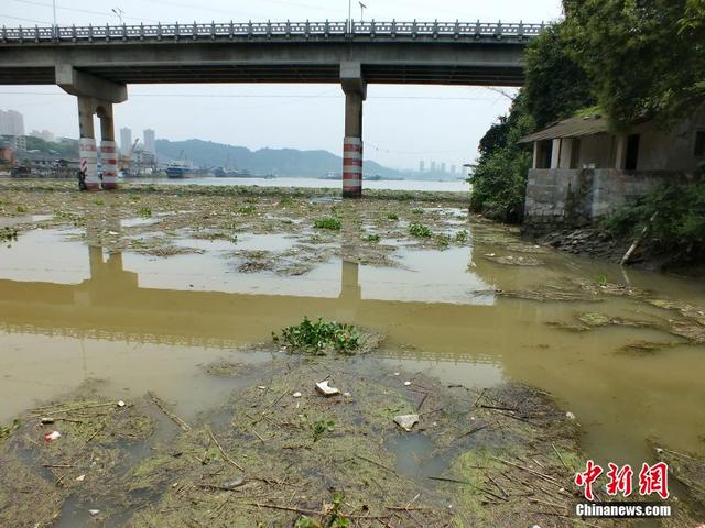 長江支流黃柏河漂浮物氾濫