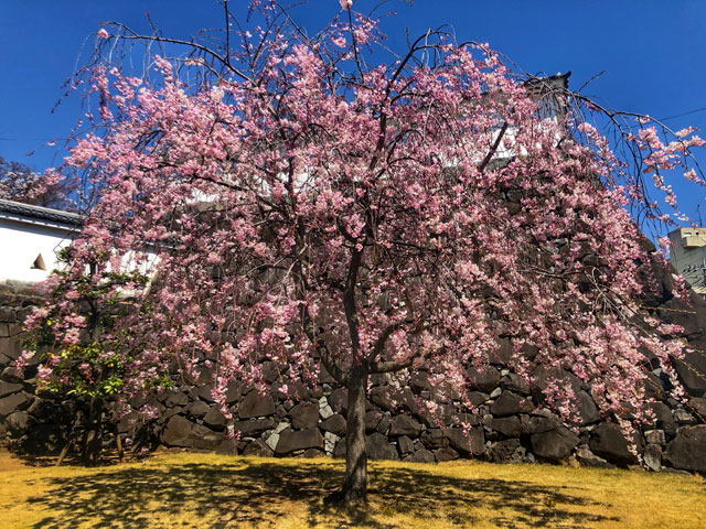 图片默认标题_fororder_4