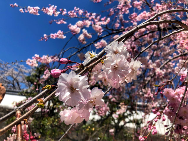 图片默认标题_fororder_5