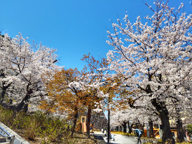 图片默认标题_fororder_3