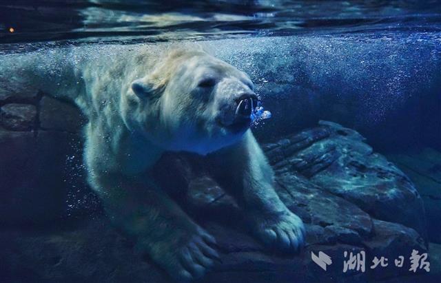 俄罗斯北极熊落户武汉为游客送祝福