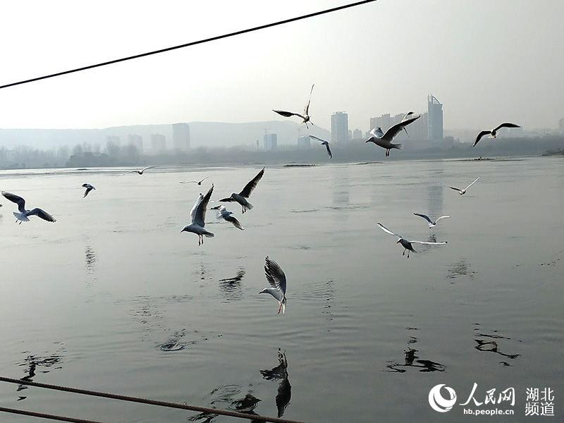 冬日暖阳 丹江口江鸥翩飞成美景