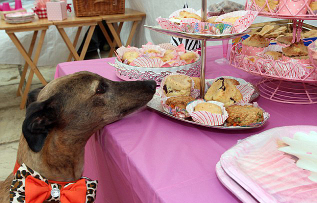 英國女子愛狗如命 花10萬元為寵物狗辦派對