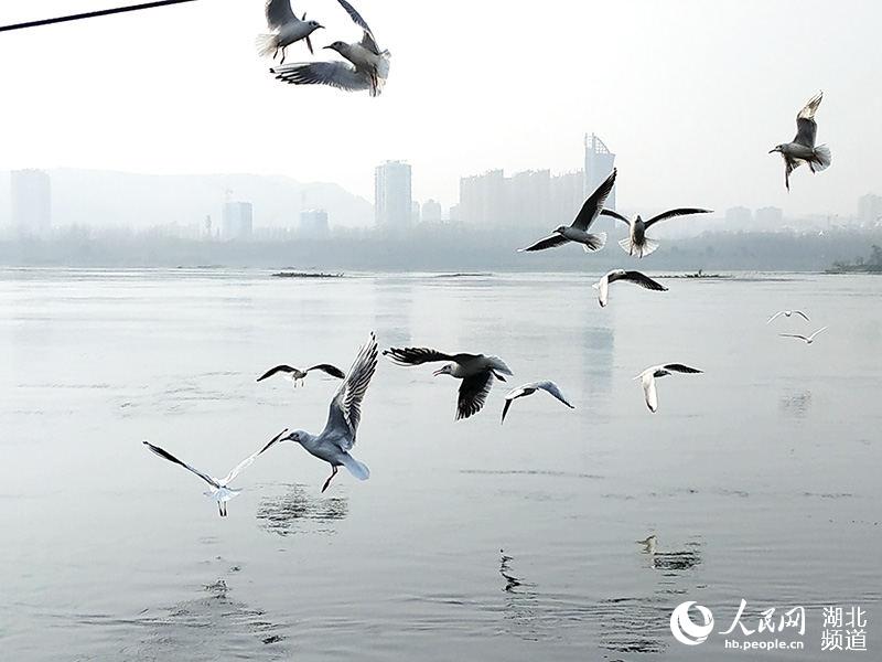 冬日暖阳 丹江口江鸥翩飞成美景